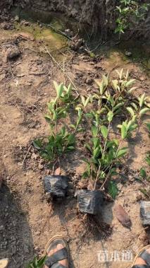 高度50厘米红叶石楠小苗