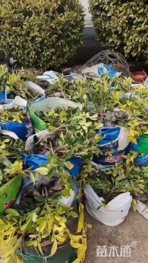 高度25厘米黄金榕