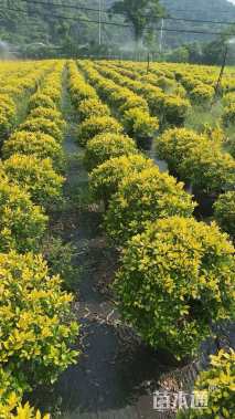 高度40厘米黄金枸骨