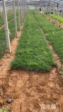 高度23厘米小兔子狼尾草