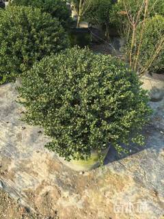 冠幅150厘米龟甲冬青球