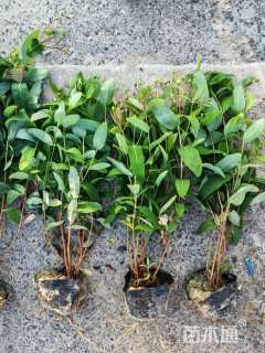 高度50厘米金丝桃