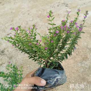 高度20厘米萼距花
