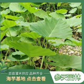 高度35厘米海芋