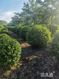 冠幅180厘米卫矛球