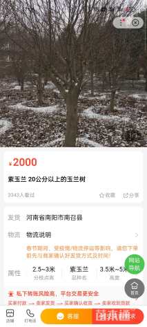 150公分紫玉兰