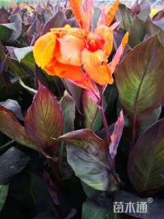 高度40厘米紫叶美人蕉