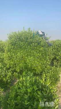 冠幅300厘米大叶黄杨球