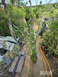 1.5厘米风车茉莉