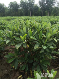 高度50厘米结香