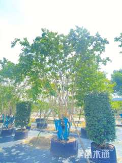 高度400厘米丛生紫薇