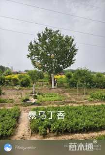 25公分暴马丁香