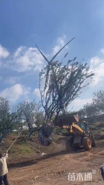 40公分(5杆)丛生朴树