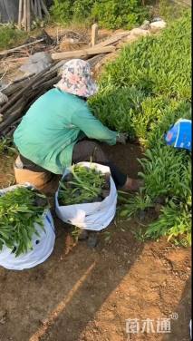 高度30厘米金鸡菊