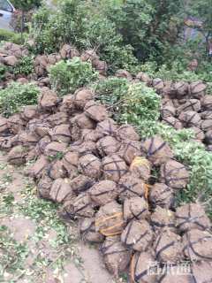 高度50厘米大叶黄杨