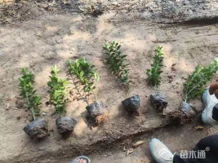 高度50厘米大叶黄杨小苗