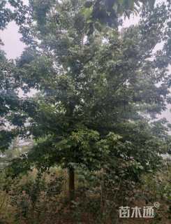 18公分绿叶复叶槭