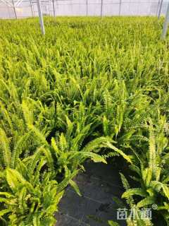 高度40厘米肾蕨