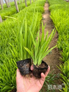 高度30厘米射干