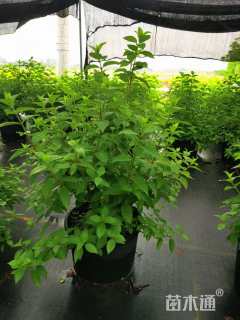 高度50厘米绣球