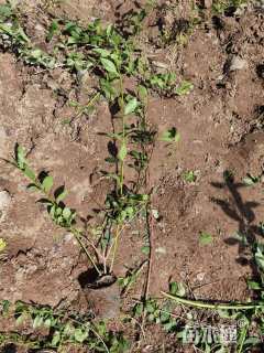 高度80厘米连翘