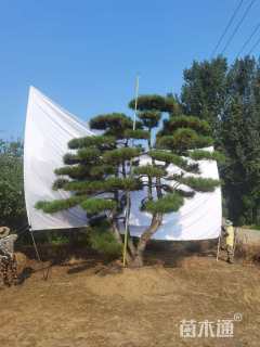 高度430厘米油松