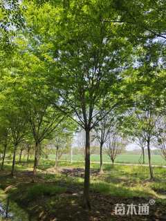 15公分榉树