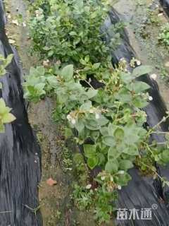 高度50厘米蓝莓