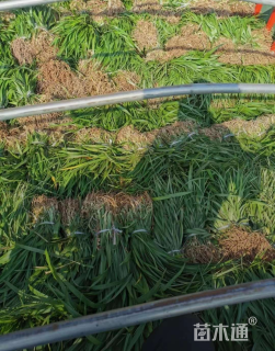 高度20厘米吉祥草