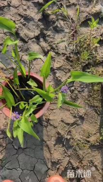 高度40厘米梭鱼草