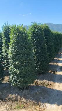 高度250厘米茶梅柱