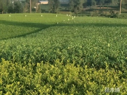 高度15厘米茶树
