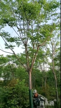 22公分栾树