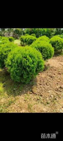 冠幅70厘米洒金柏球