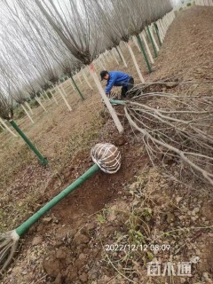 10公分紫叶李