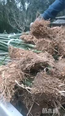 地栽苗刚竹