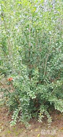 高度280厘米果石榴