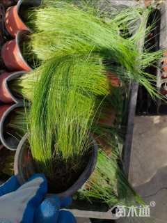 高度20厘米细茎针茅