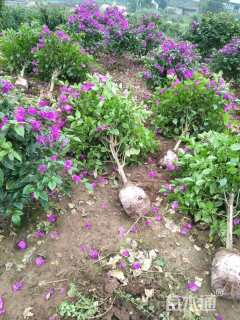 高度70厘米三角梅