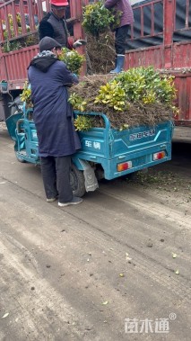 高度10厘米霍香蓟