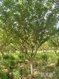 高度400厘米关山樱