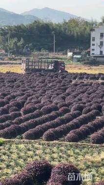 冠幅150厘米红花继木球