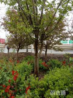 15公分木瓜海棠