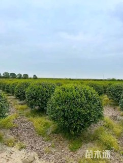 冠幅220厘米无刺枸骨球