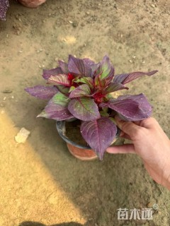 高度15厘米一支笔