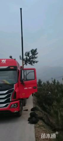 高度150厘米油松