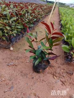 高度20厘米红背桂