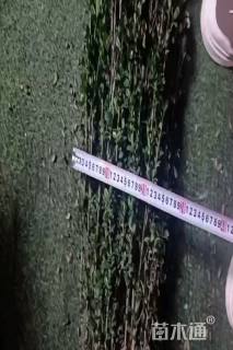 高度100厘米直立冬青