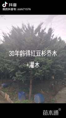 10公分红豆杉