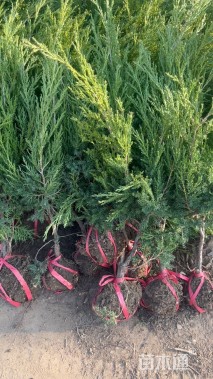 高度60厘米塔柏